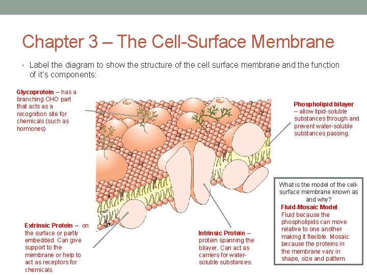 Chapter 3 – The Cell-Surface Membrane • Label the diagram to show the structure