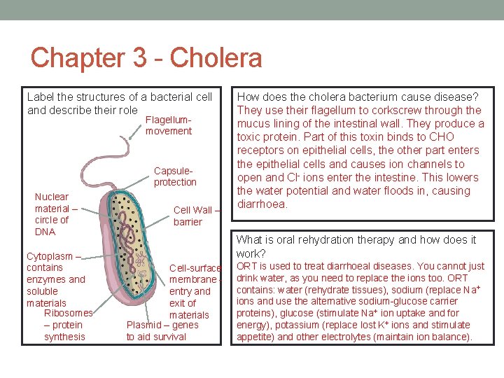 Chapter 3 - Cholera Label the structures of a bacterial cell and describe their