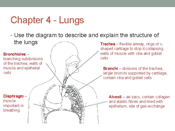 Chapter 4 - Lungs • Use the diagram to describe and explain the structure