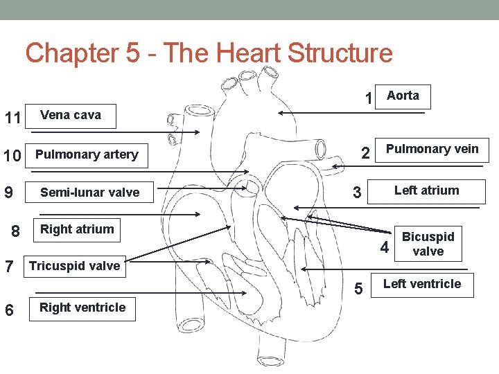 Chapter 5 - The Heart Structure 11 Pulmonary artery 9 Semi-lunar valve 7 Aorta