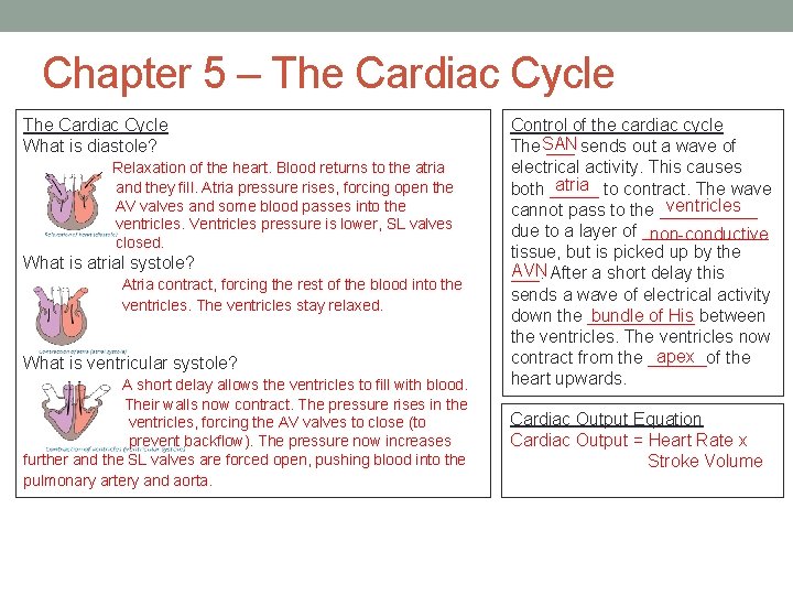 Chapter 5 – The Cardiac Cycle What is diastole? Relaxation of the heart. Blood