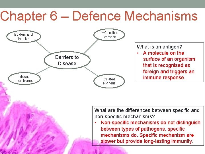 Chapter 6 – Defence Mechanisms HCl in the Stomach Epidermis of the skin Barriers