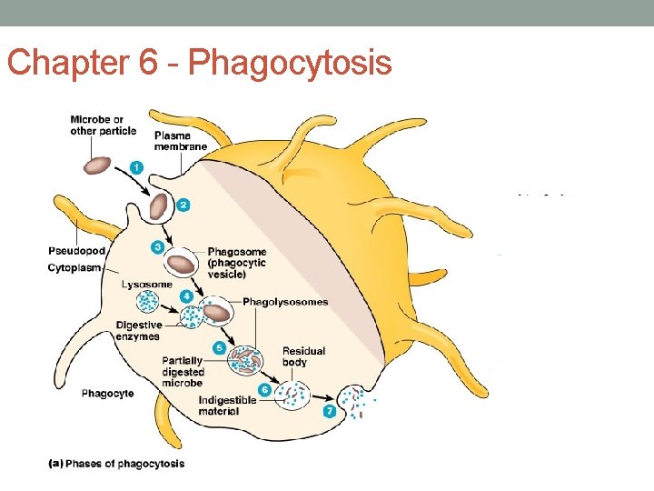 Chapter 6 - Phagocytosis 