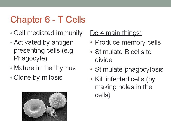 Chapter 6 - T Cells • Cell mediated immunity • Activated by antigen- presenting