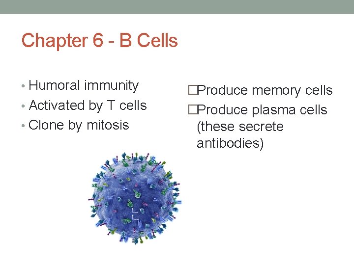 Chapter 6 - B Cells • Humoral immunity • Activated by T cells •