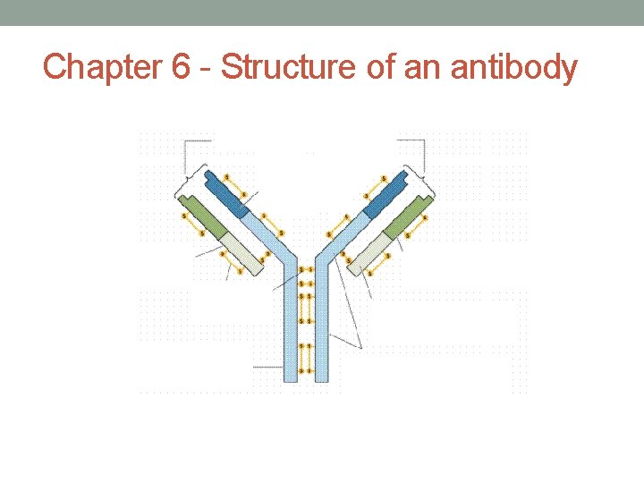 Chapter 6 - Structure of an antibody 