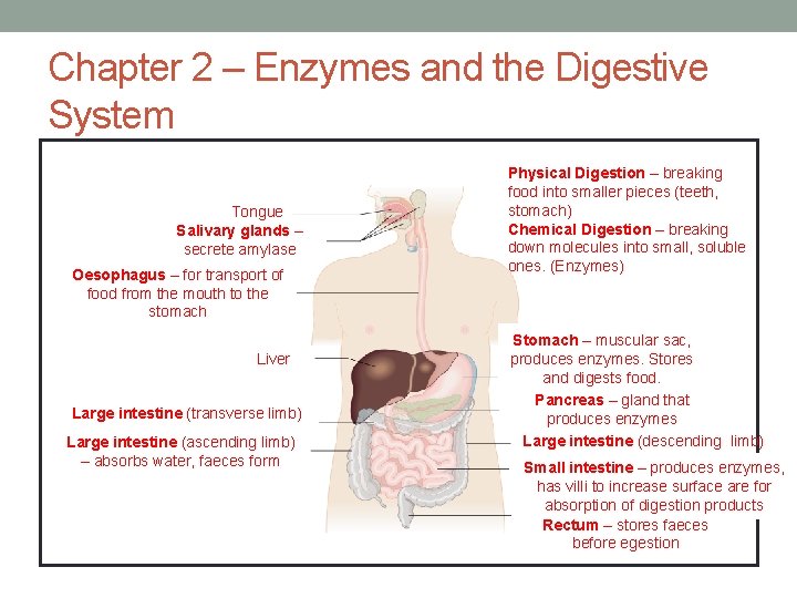 Chapter 2 – Enzymes and the Digestive System Tongue Salivary glands – secrete amylase