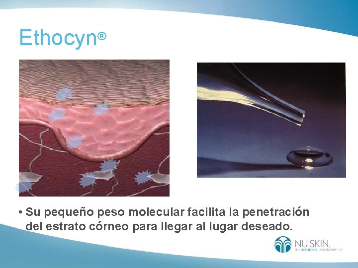 Ethocyn® • Su pequeño peso molecular facilita la penetración del estrato córneo para llegar