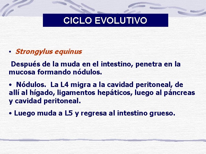 CICLO EVOLUTIVO • Strongylus equinus Después de la muda en el intestino, penetra en