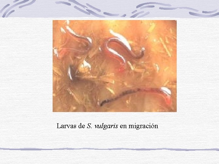 Larvas de S. vulgaris en migración 
