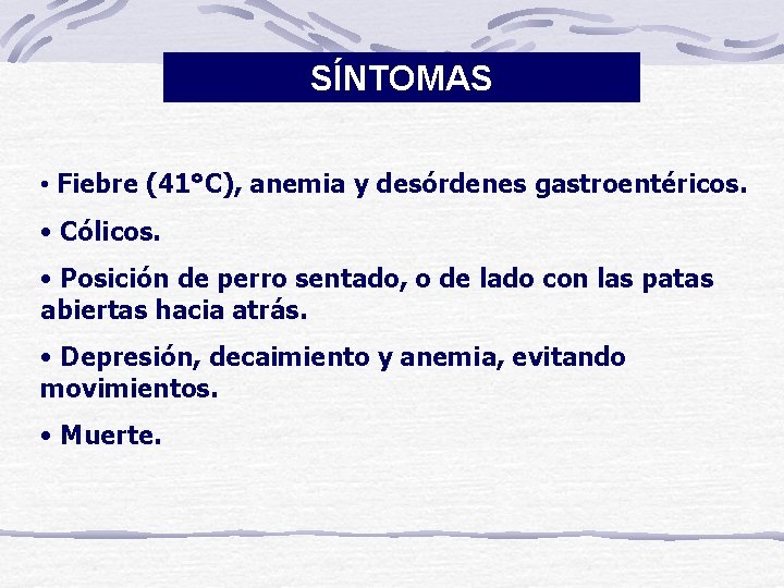 SÍNTOMAS • Fiebre (41°C), anemia y desórdenes gastroentéricos. • Cólicos. • Posición de perro