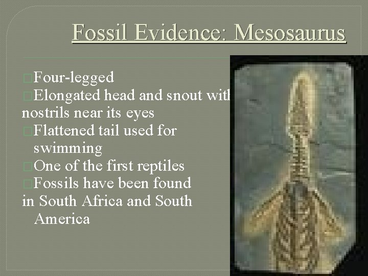 Fossil Evidence: Mesosaurus �Four-legged �Elongated head and snout with nostrils near its eyes �Flattened