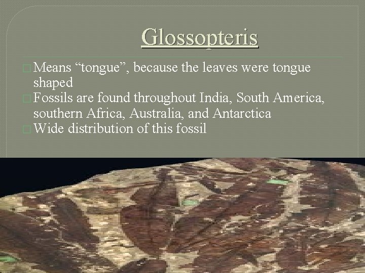 Glossopteris � Means “tongue”, because the leaves were tongue shaped � Fossils are found