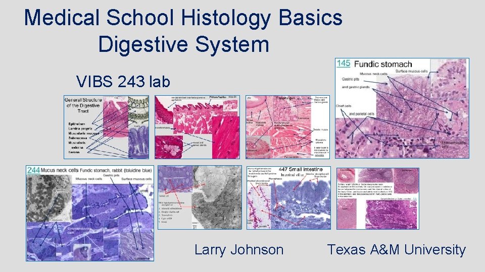 Medical School Histology Basics Digestive System VIBS 243 lab Larry Johnson Texas A&M University