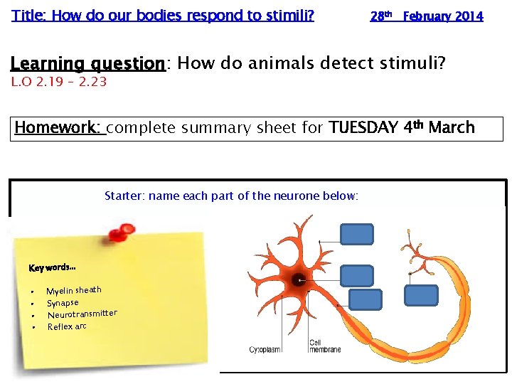 Title: How do our bodies respond to stimili? 28 th February 2014 Learning question: