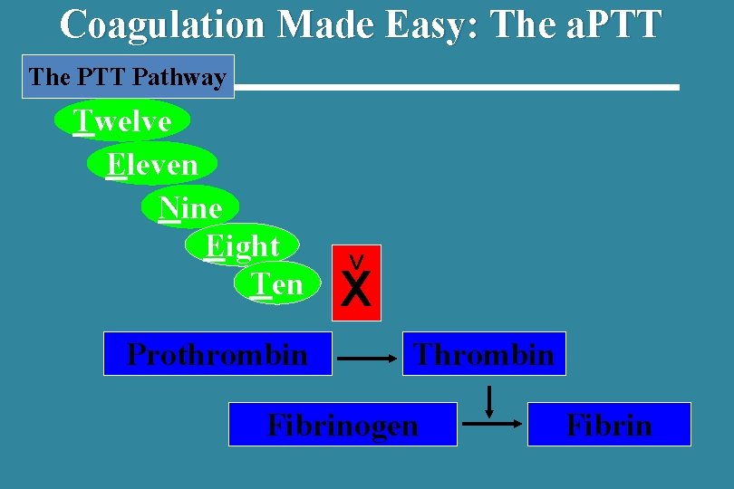 Coagulation Made Easy: The a. PTT The PTT Pathway Twelve Eleven Nine Eight Ten