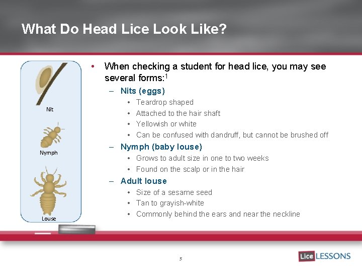 What Do Head Lice Look Like? • When checking a student for head lice,