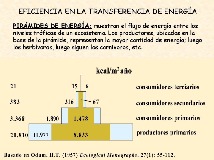 EFICIENCIA EN LA TRANSFERENCIA DE ENERGÍA PIRÁMIDES DE ENERGÍA: muestran el flujo de energía