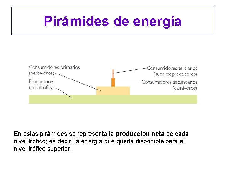 Pirámides de energía En estas pirámides se representa la producción neta de cada nivel