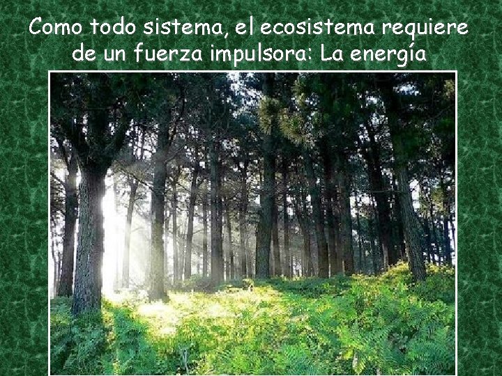 Como todo sistema, el ecosistema requiere de un fuerza impulsora: La energía 