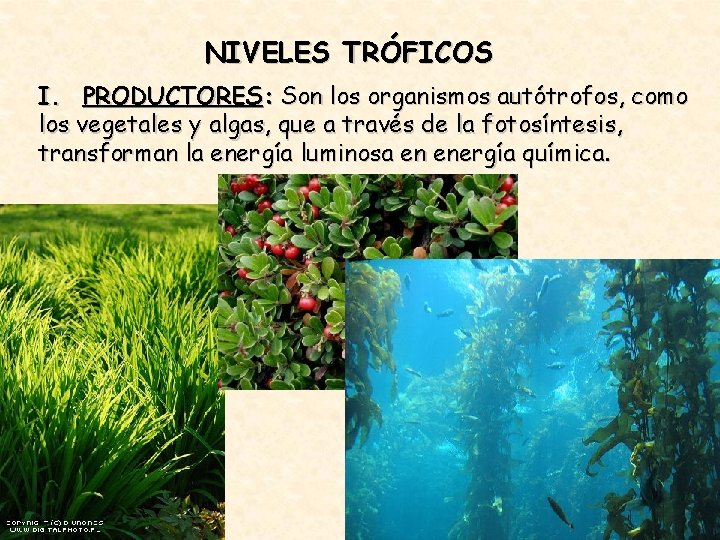 NIVELES TRÓFICOS I. PRODUCTORES: Son los organismos autótrofos, como los vegetales y algas, que