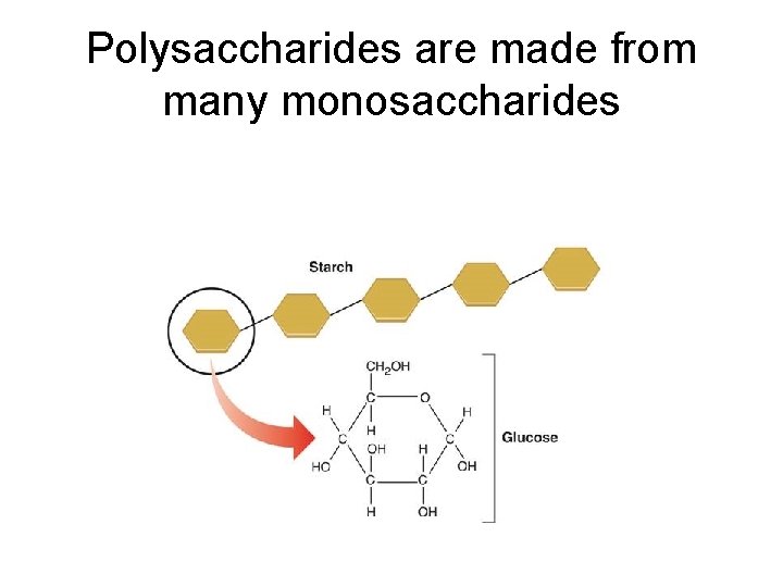 Polysaccharides are made from many monosaccharides 