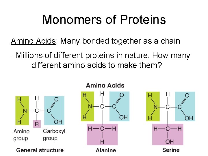 Monomers of Proteins Amino Acids: Many bonded together as a chain - Millions of