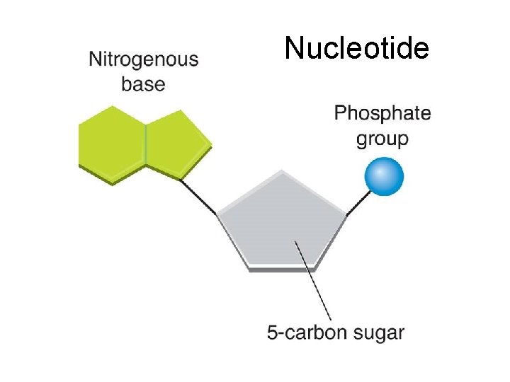 Nucleotide 