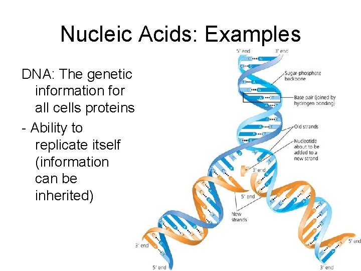 Nucleic Acids: Examples DNA: The genetic information for all cells proteins. - Ability to
