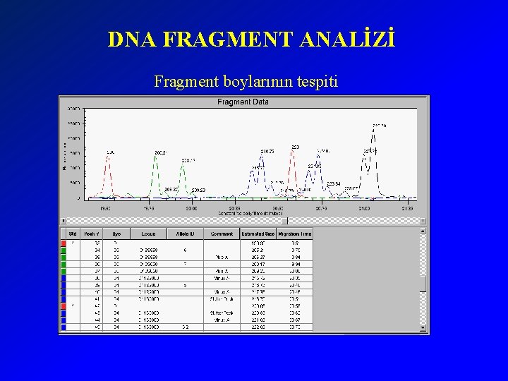 DNA FRAGMENT ANALİZİ Fragment boylarının tespiti 