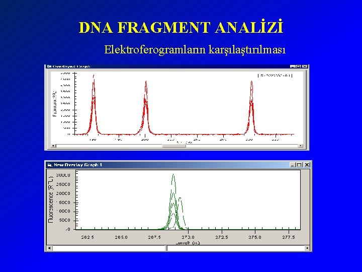 DNA FRAGMENT ANALİZİ Elektroferogramların karşılaştırılması 