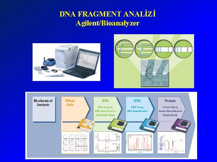 DNA FRAGMENT ANALİZİ Agilent/Bioanalyzer 