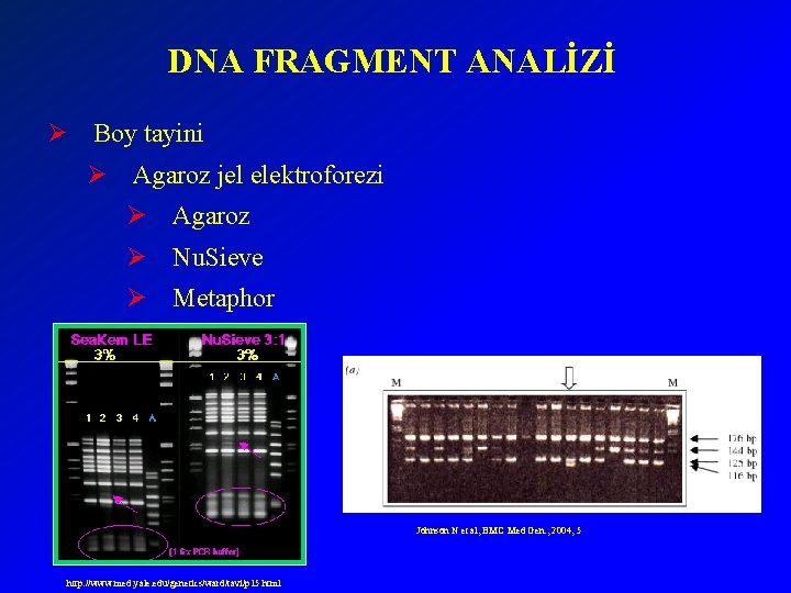 DNA FRAGMENT ANALİZİ Ø Boy tayini Ø Agaroz jel elektroforezi Ø Agaroz Ø Nu.