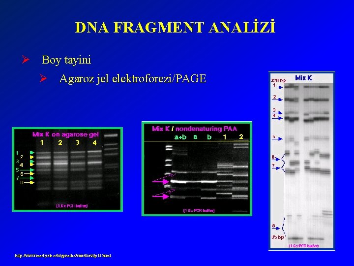 DNA FRAGMENT ANALİZİ Ø Boy tayini Ø Agaroz jel elektroforezi/PAGE http: //www. med. yale.