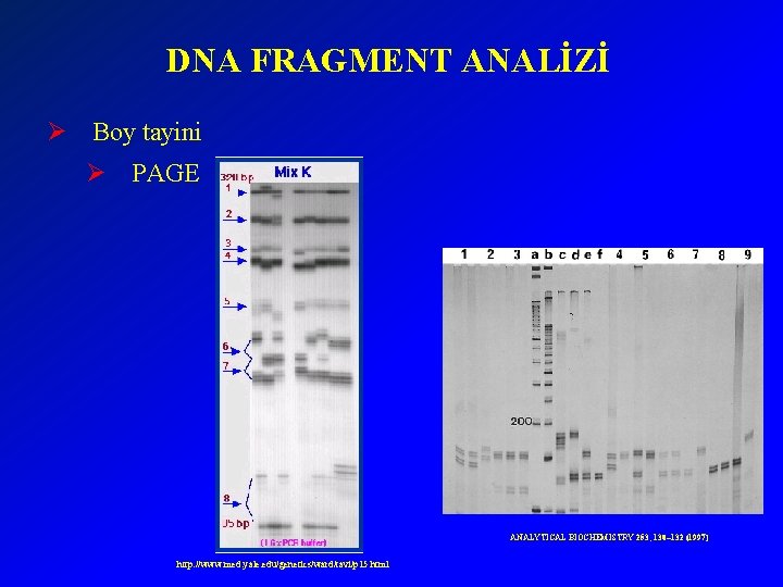 DNA FRAGMENT ANALİZİ Ø Boy tayini Ø PAGE ANALYTICAL BIOCHEMISTRY 253, 130– 132 (1997)