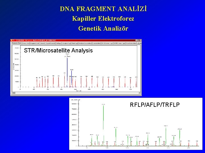 DNA FRAGMENT ANALİZİ Kapiller Elektroforez Genetik Analizör STR/Microsatellite Analysis RFLP/AFLP/TRFLP 