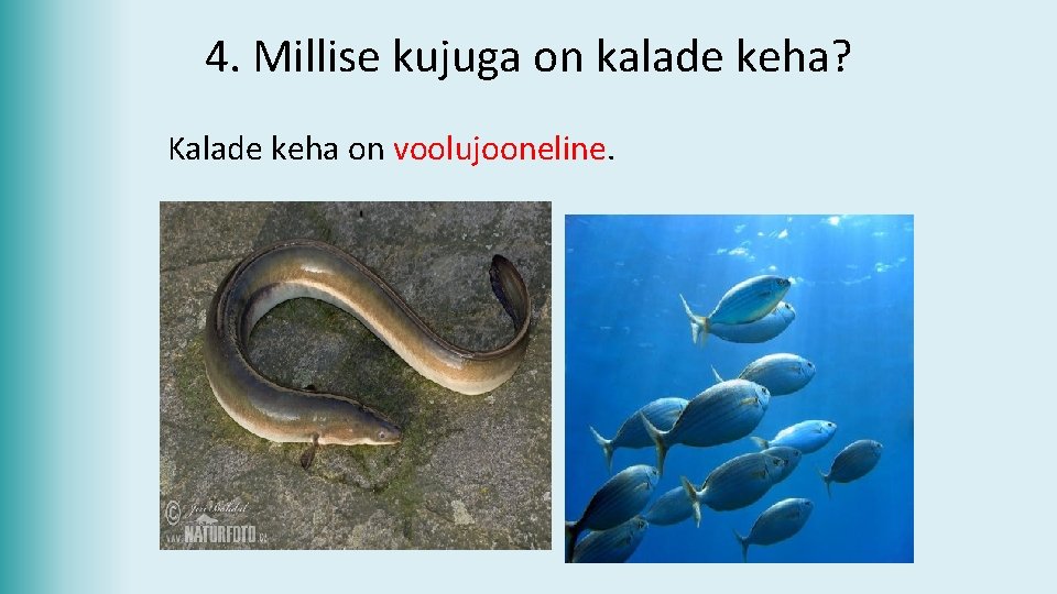 4. Millise kujuga on kalade keha? Kalade keha on voolujooneline. 