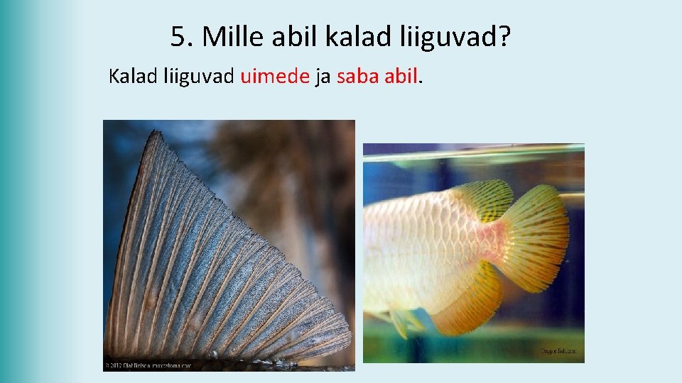 5. Mille abil kalad liiguvad? Kalad liiguvad uimede ja saba abil. 