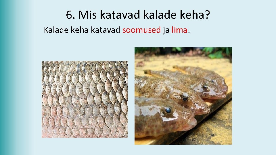 6. Mis katavad kalade keha? Kalade keha katavad soomused ja lima. 