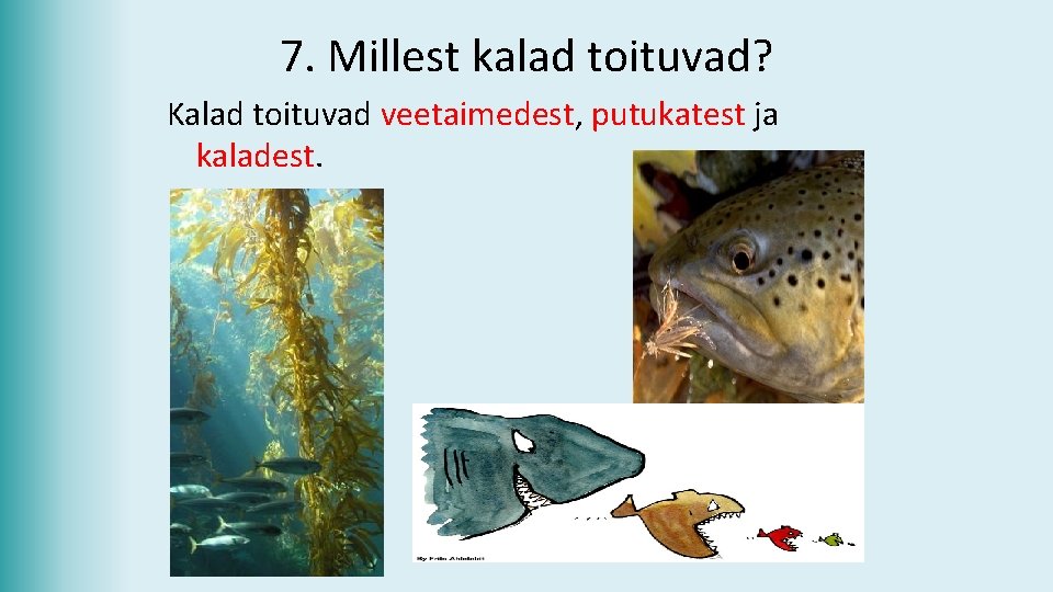 7. Millest kalad toituvad? Kalad toituvad veetaimedest, putukatest ja kaladest. 