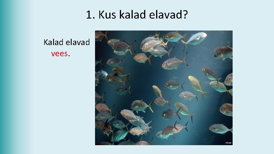 1. Kus kalad elavad? Kalad elavad vees. 