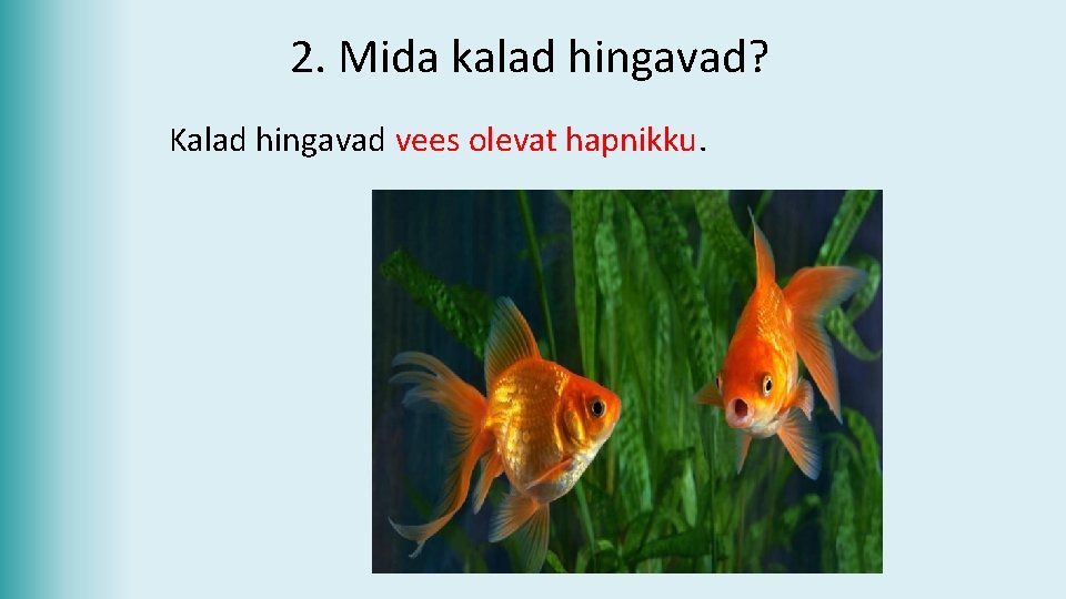 2. Mida kalad hingavad? Kalad hingavad vees olevat hapnikku. 