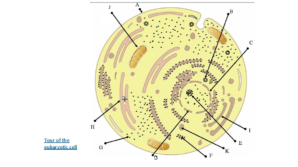 1 2 Ultrastructure of Cells Levels of organisation