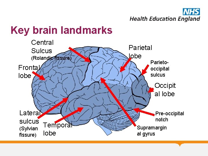 Key brain landmarks Central Sulcus (Rolandic fissure) Frontal lobe Parietooccipital sulcus Occipit al lobe