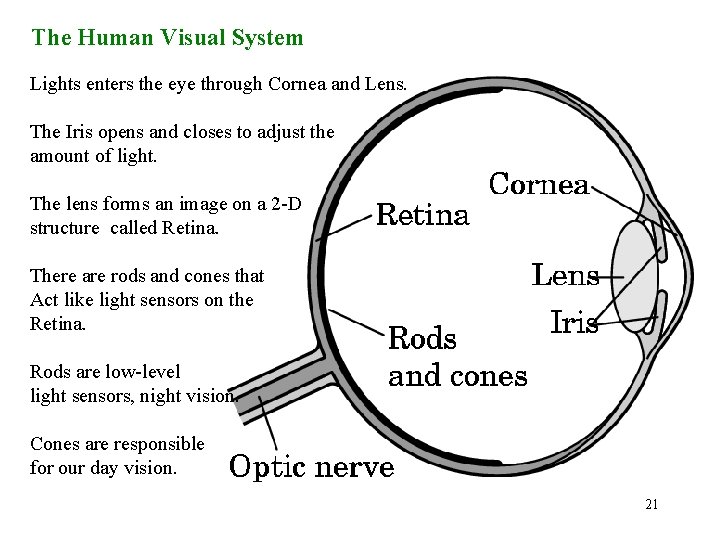 The Human Visual System Lights enters the eye through Cornea and Lens. The Iris