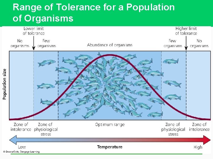 Range of Tolerance for a Population of Organisms INSERT FIGURE 3 -10 HERE 