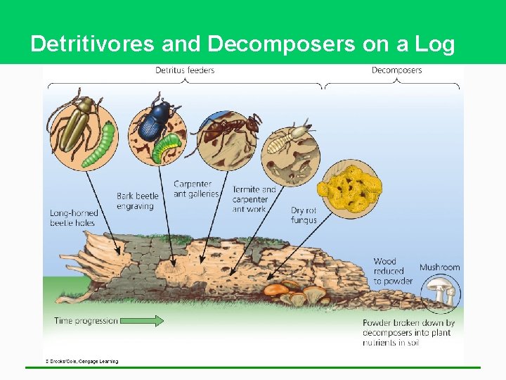 Detritivores and Decomposers on a Log 