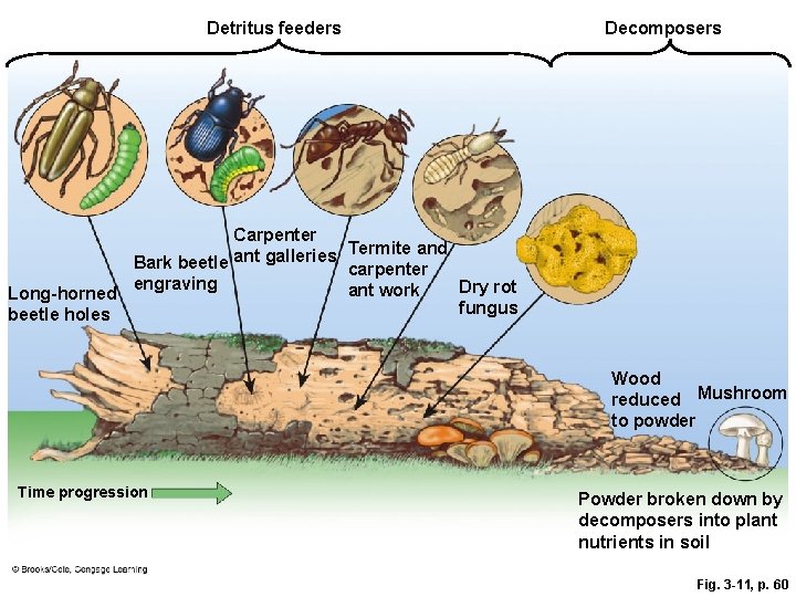 Detritus feeders Decomposers Carpenter Termite and Bark beetle ant galleries carpenter engraving Dry rot