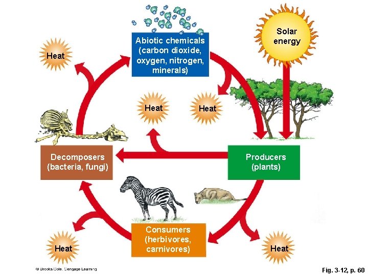 Heat Abiotic chemicals (carbon dioxide, oxygen, nitrogen, minerals) Heat Decomposers (bacteria, fungi) Heat Solar