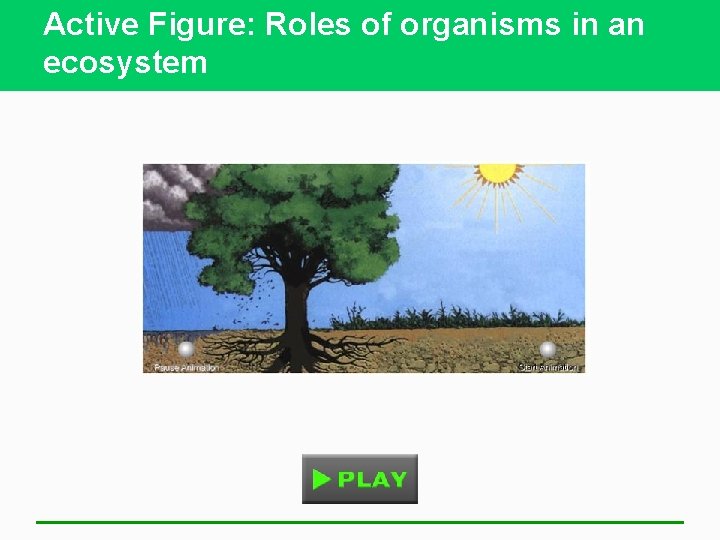 Active Figure: Roles of organisms in an ecosystem 